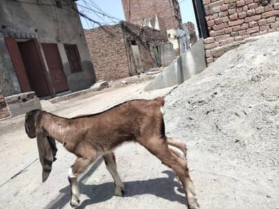 nagri female 1 months