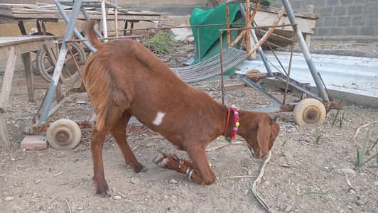 goat for sale (Bakri)