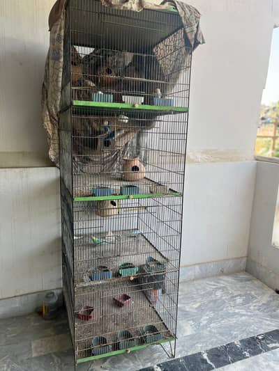 Big Heavy Cage with Finches, Love Birds & Budges