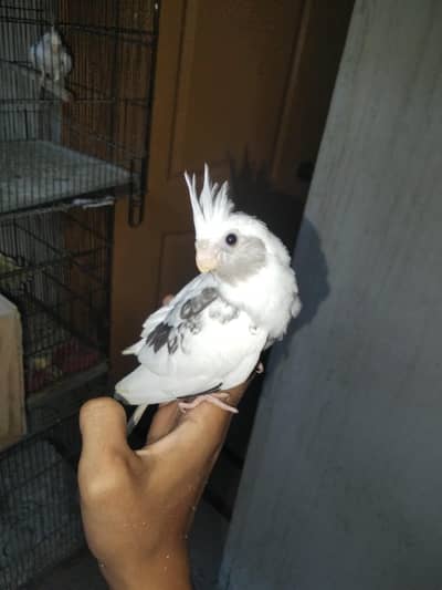 Handtame Cockatiel chicks (03101131712)