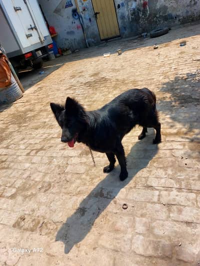 German shepherd