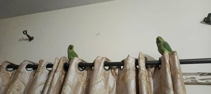 selling talking green parrot