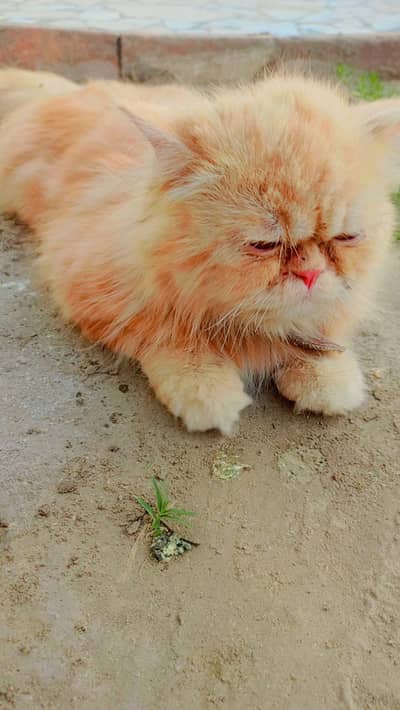 cat mal for sal
