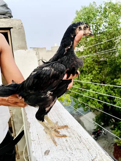 thai pakoye | panus | burmi chicks available top quality