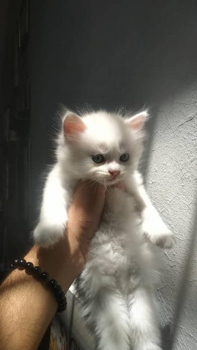 2 Months Old Persian Kittens for Sale – White Female+Male&Cream Male