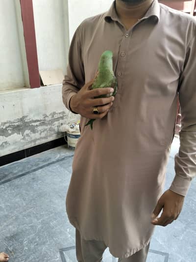 raw parrot