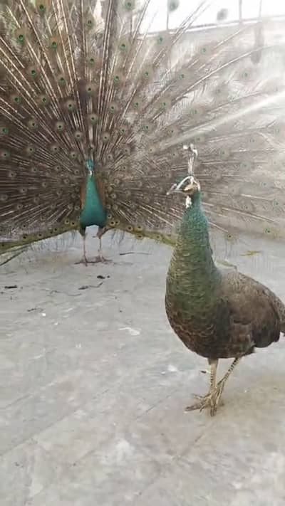 Breadaer pair