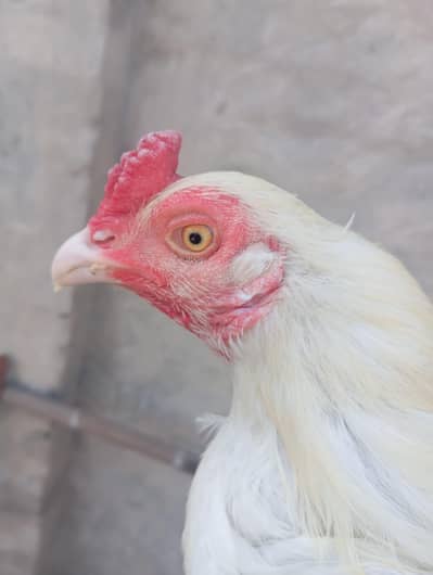 male cock