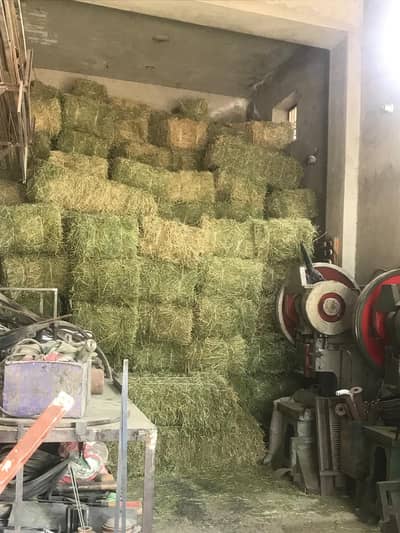 Alfalfa Khushak loosan / Animal feed / Rabbits feed / Top Quality