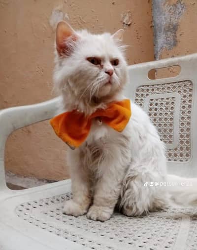 persian stid male cat available fpr mating