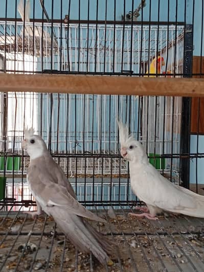 pearl Eno male and Eno female