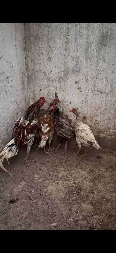 Pure mianwali aseel 1male 4female