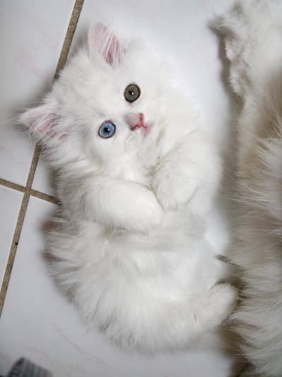 triple cotted odd eyes beautiful kitten whstapp 03188100390