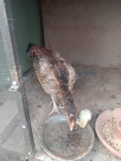 aseel Hen