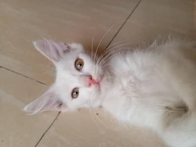 Kittens for sale