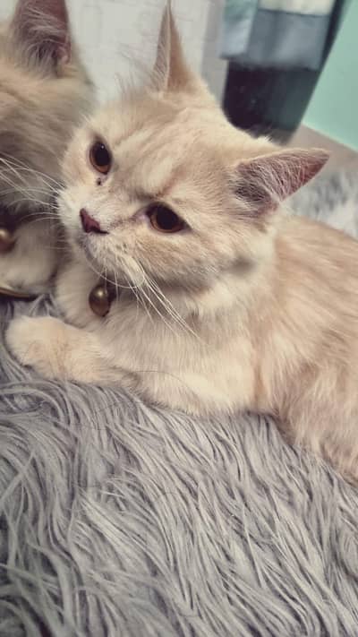 Doll face percian Cat