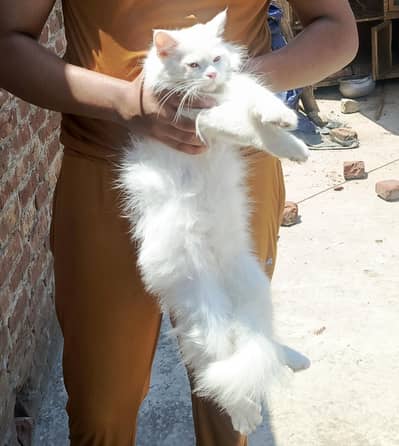 White Persian Cat
