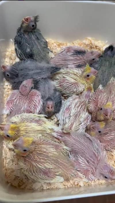 Cocktaile chicks,conure and raw breeder pair available