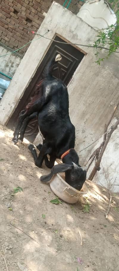 dasi bakra 6 moth k a 03264917709