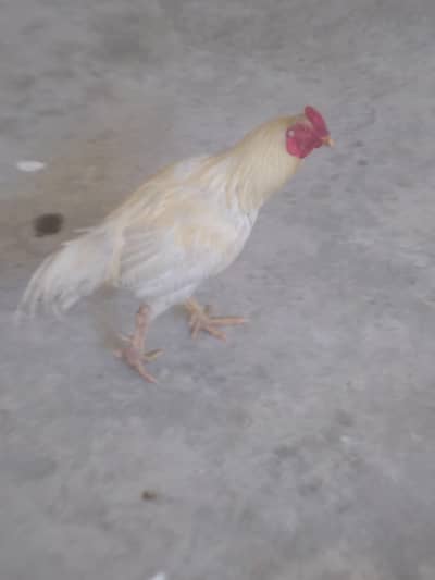 Aseel hera