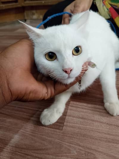 Turkish cat  cute