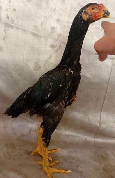 Parrot beak and shamo aseel cross