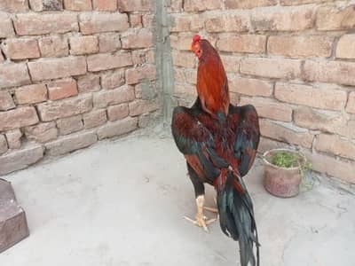 mianwali aseel murgha for sale 03052593845