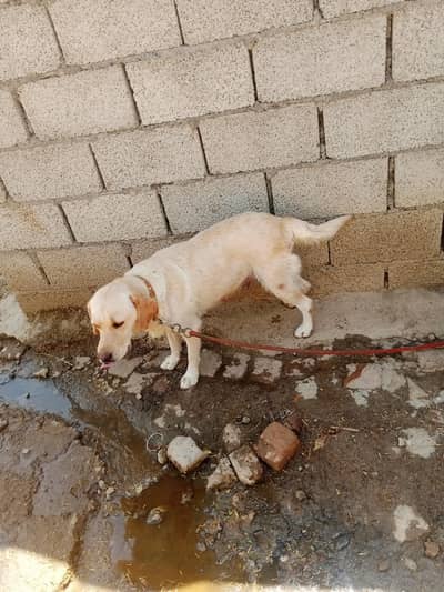 female and 1 baby dog for sale