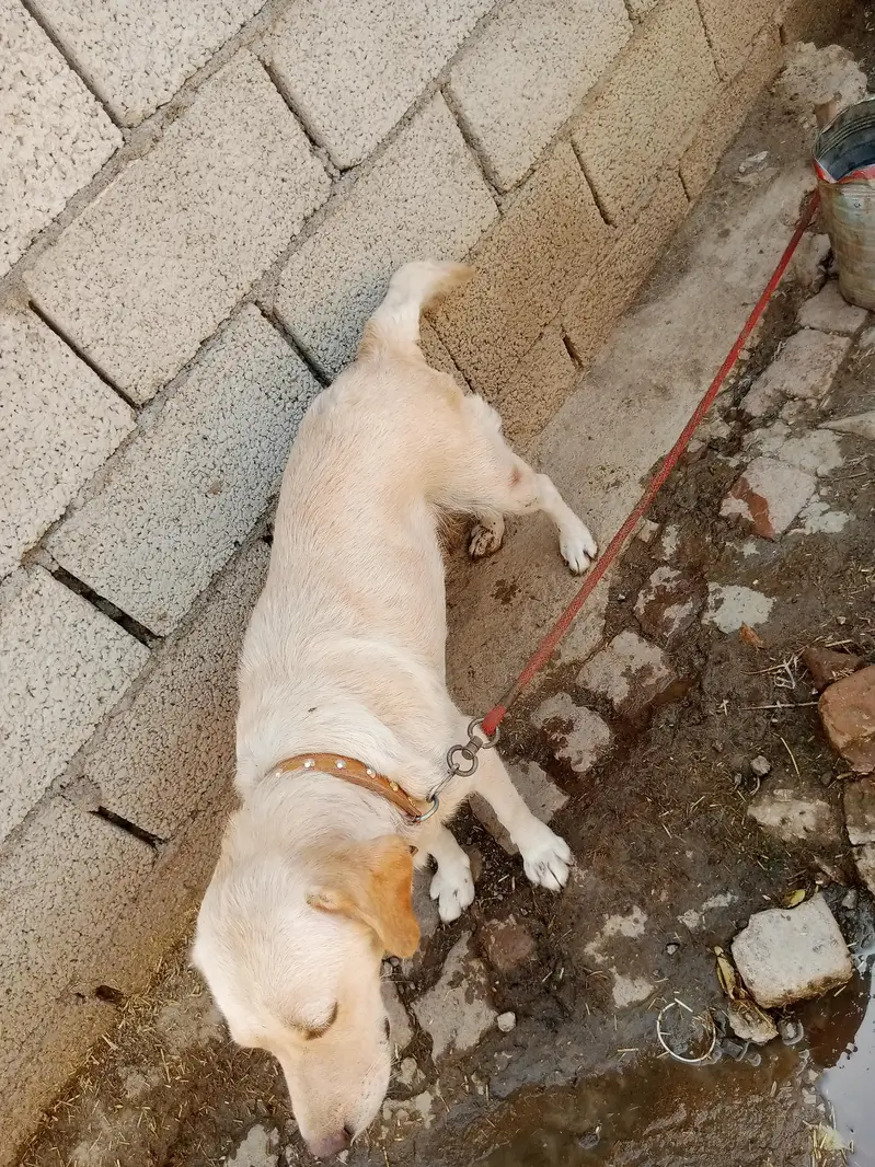 female and 1 baby dog for sale — photo 2