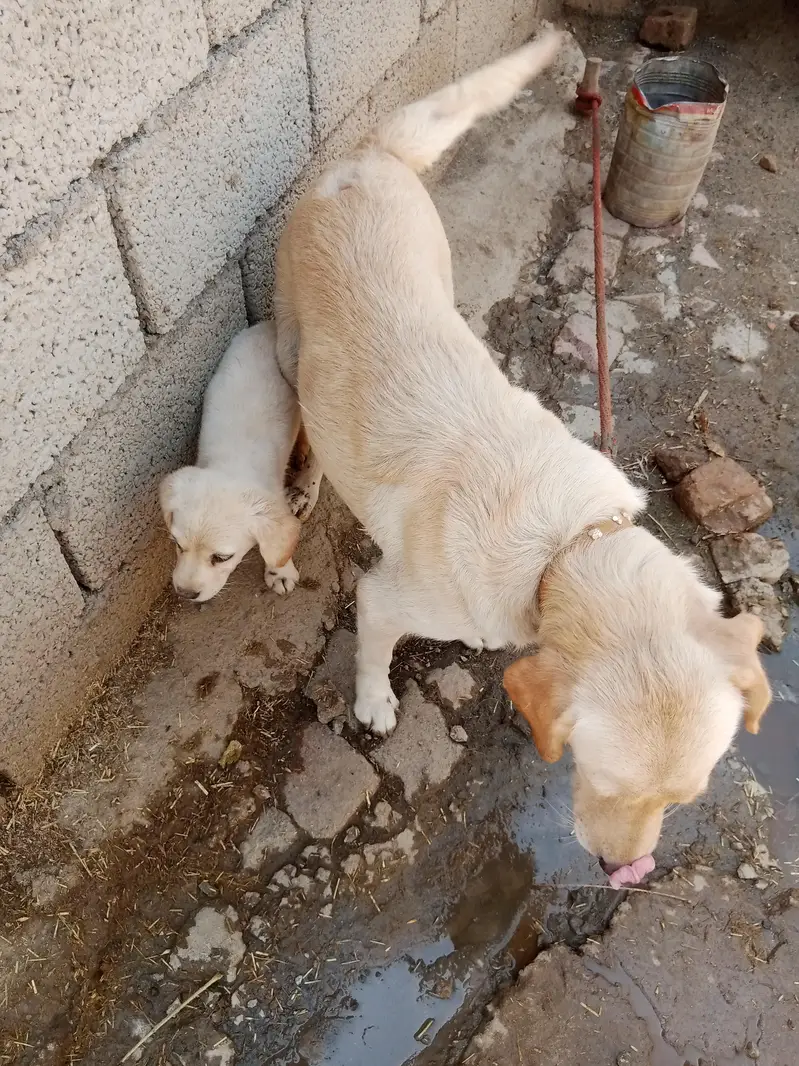 female and 1 baby dog for sale — photo 3