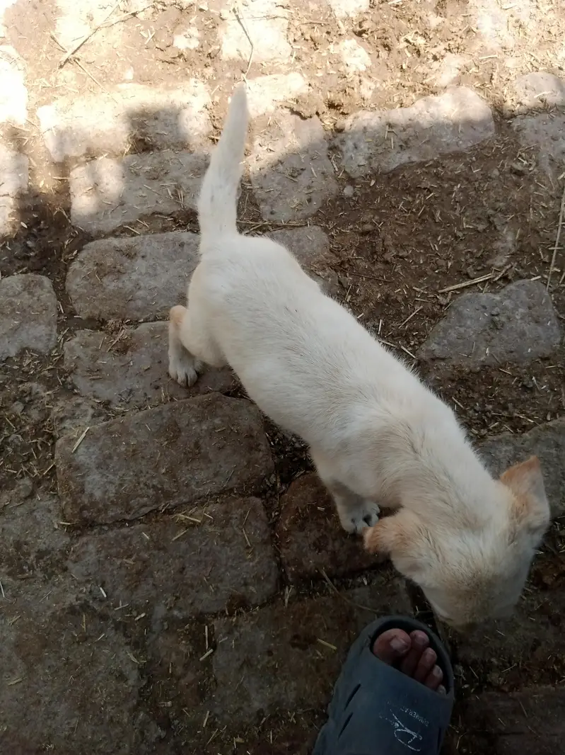 female and 1 baby dog for sale — photo 4