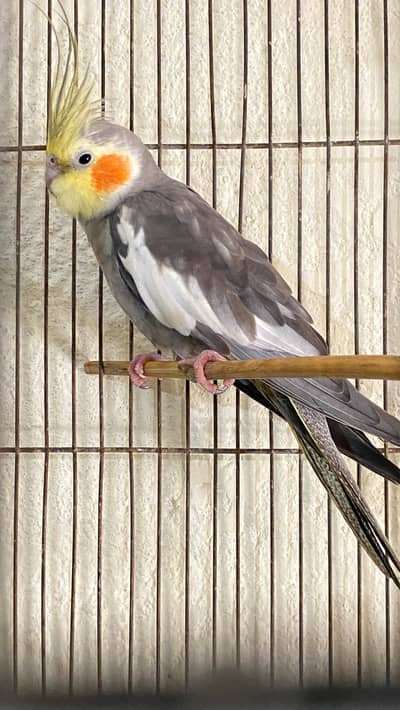 cockatiel male parrot