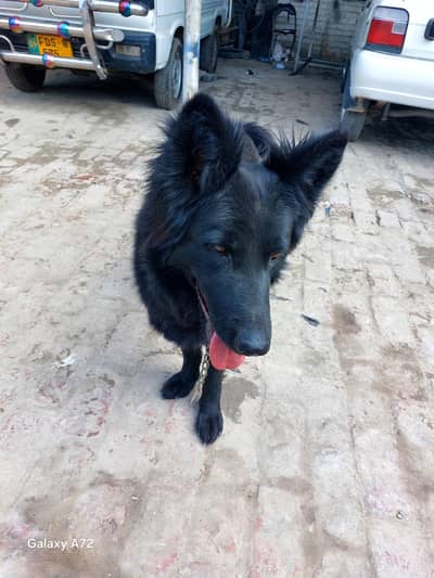 German shepherd