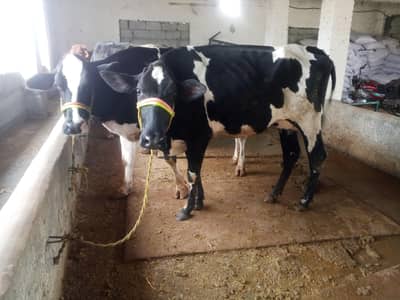 jursy | fresian | cross cow