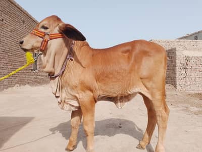 American Brahman bechri