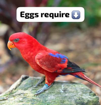 LORI FERTILE EGGS REQUIRE.