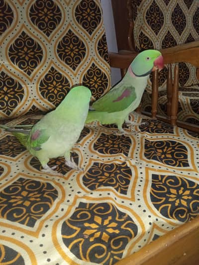 raw parrot