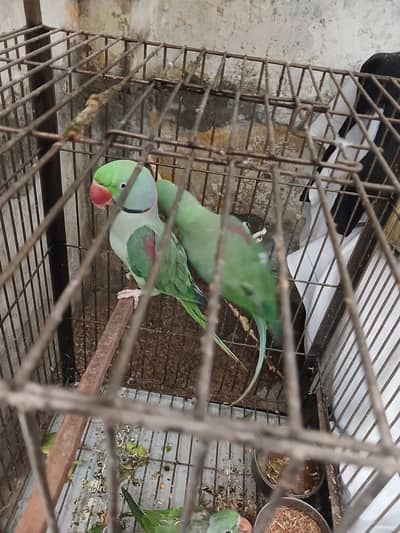 kashmiri raw parrot