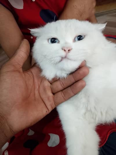 parsian cat full active