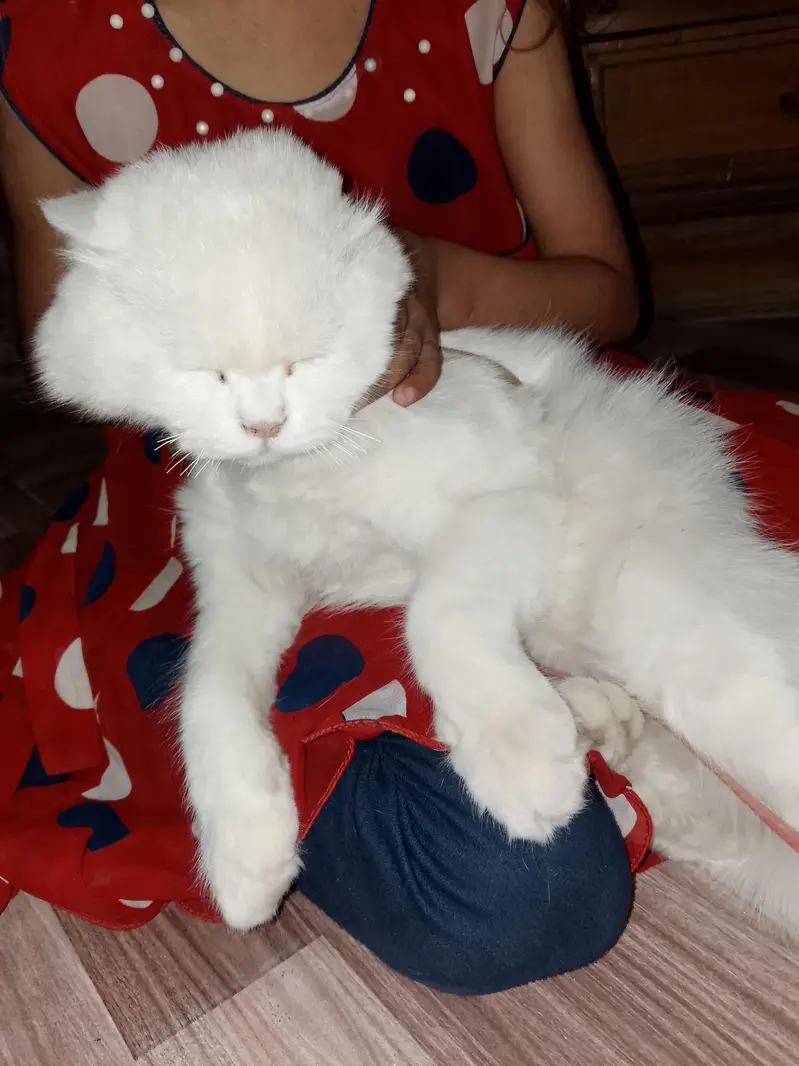 parsian cat full active — photo 2