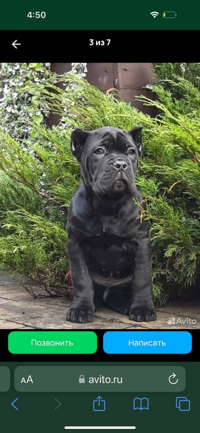 IMPORTED CANE CORSO PUPPY HIGH QUALITY  AVAILABLE