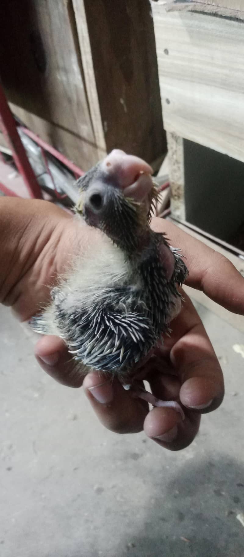 cocktail chicks split pied split cinnamon 1