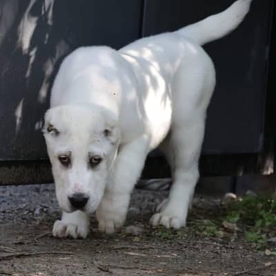 IMPORTED ALABAI PUPPIES | Top Quality | Highly Pedigreed Available
