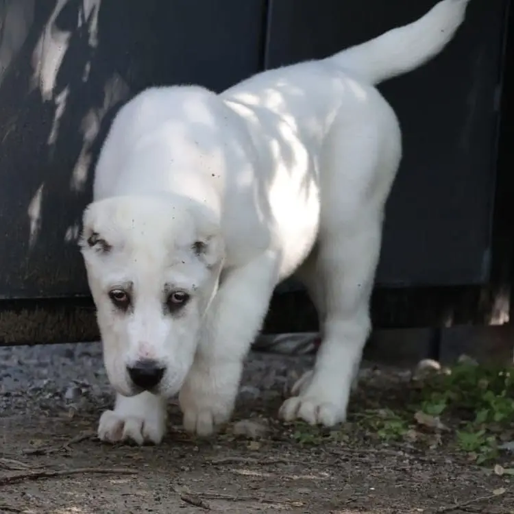IMPORTED ALABAI PUPPIES | Available in Pakistan — photo 5