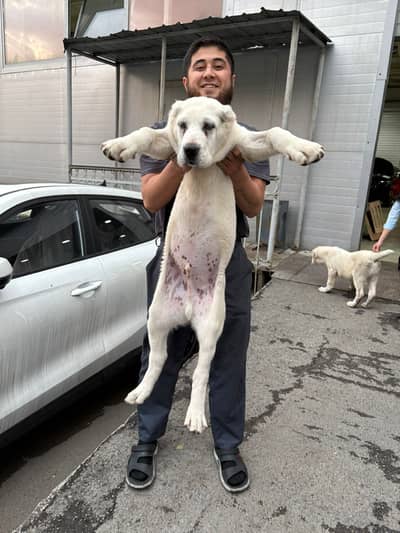 IMPORTED ALABAI PUPPIES | Available in Pakistan