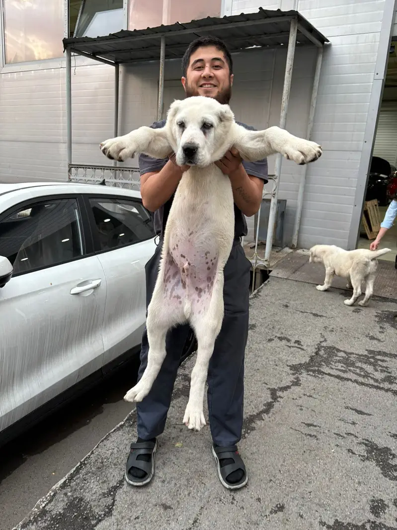 IMPORTED ALABAI PUPPIES | Available in Pakistan — photo 2