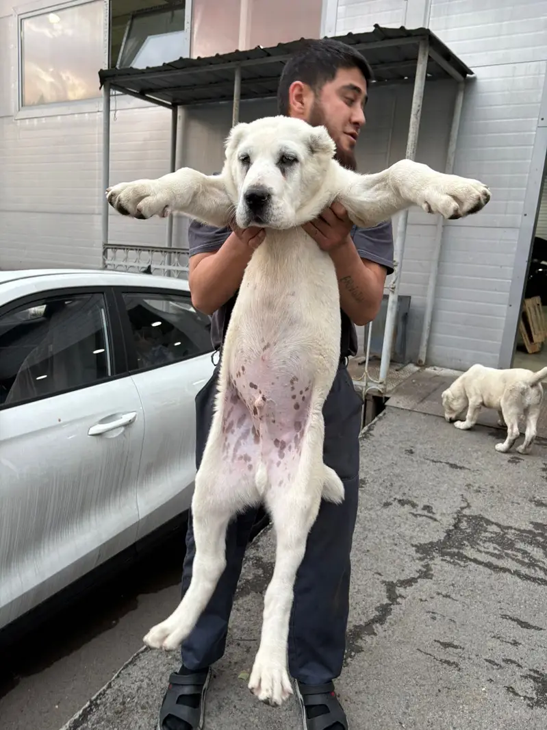 IMPORTED ALABAI PUPPIES | Available in Pakistan — photo 4