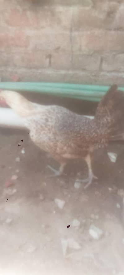 hen. . . .