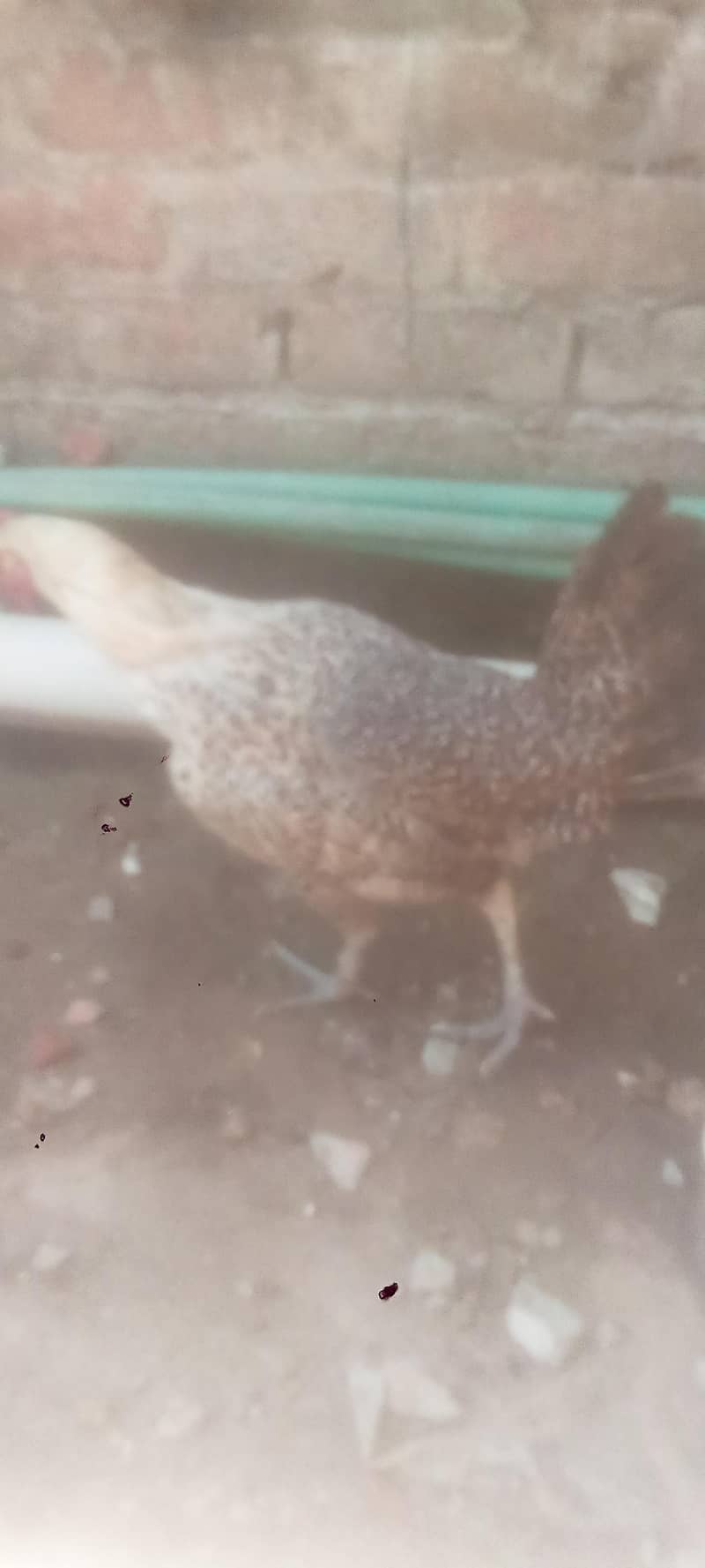 hen. . . . 0