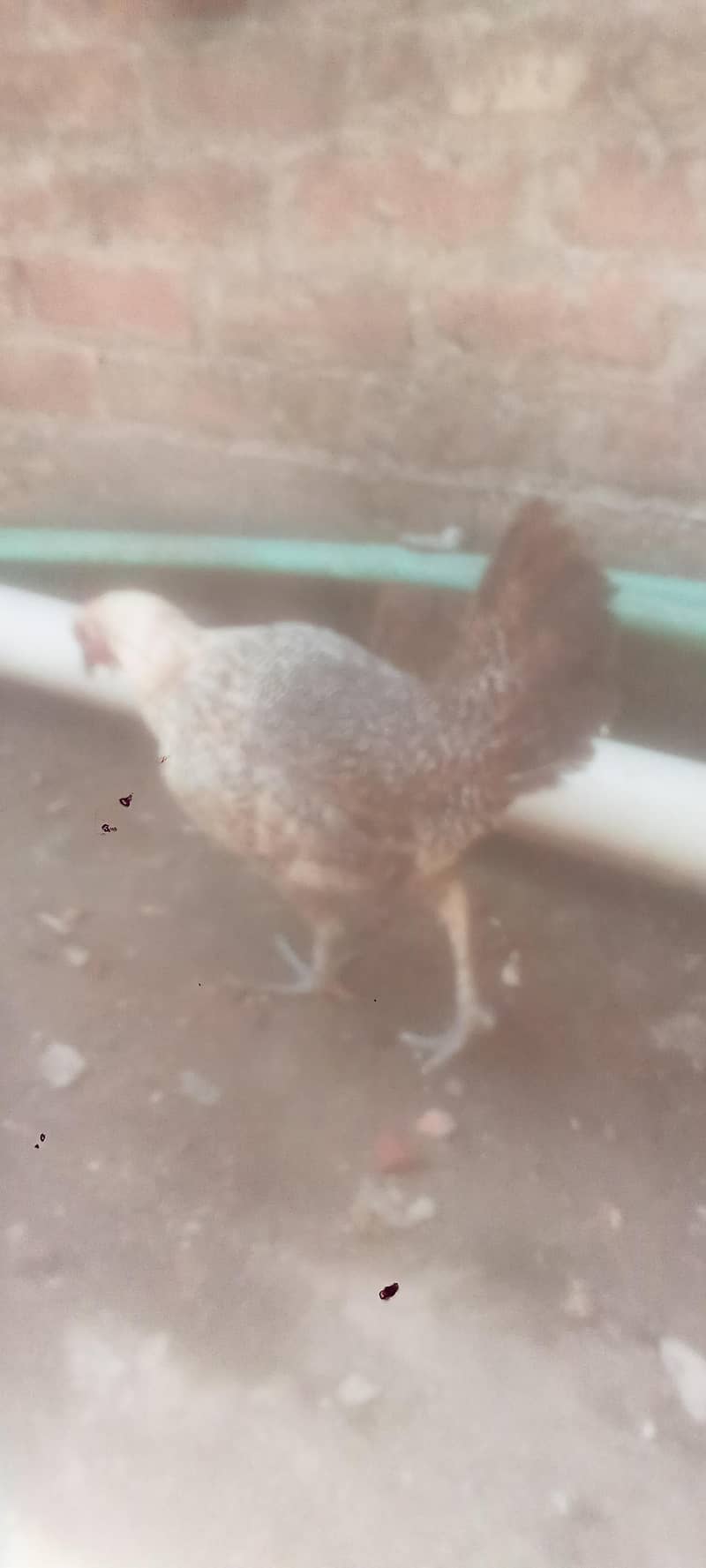 hen. . . . 1